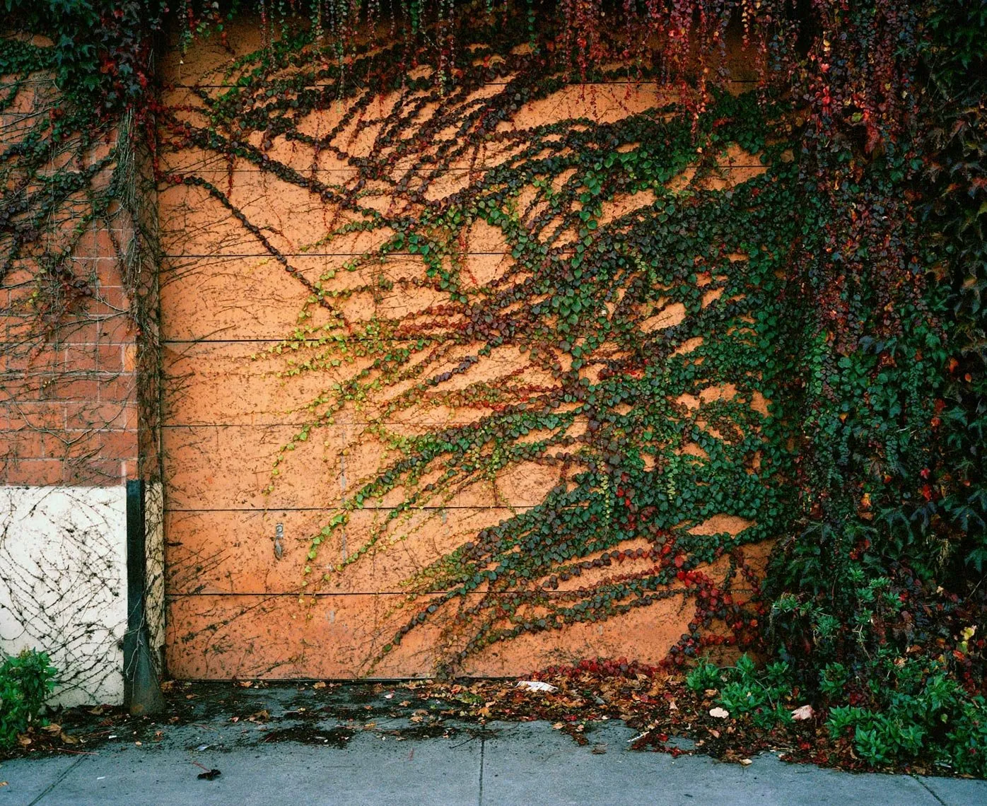 Vines, from Neither Here Nor There