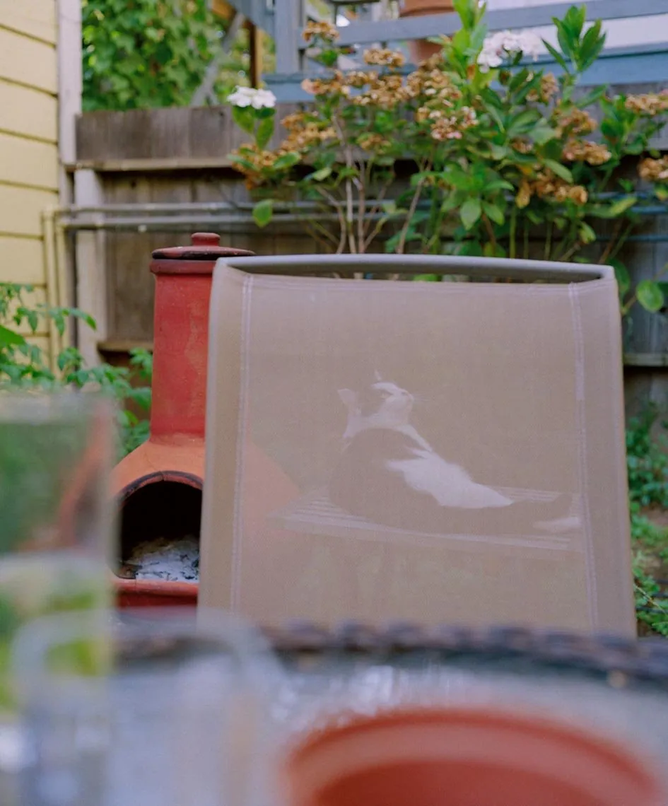 Gato, from Neither Here Nor There