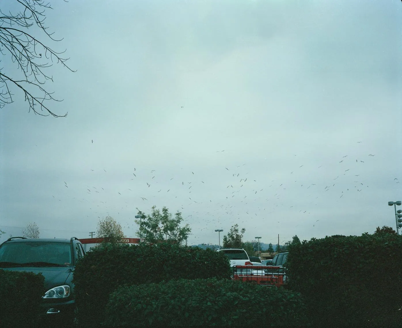 Birds, from Neither Here Nor There