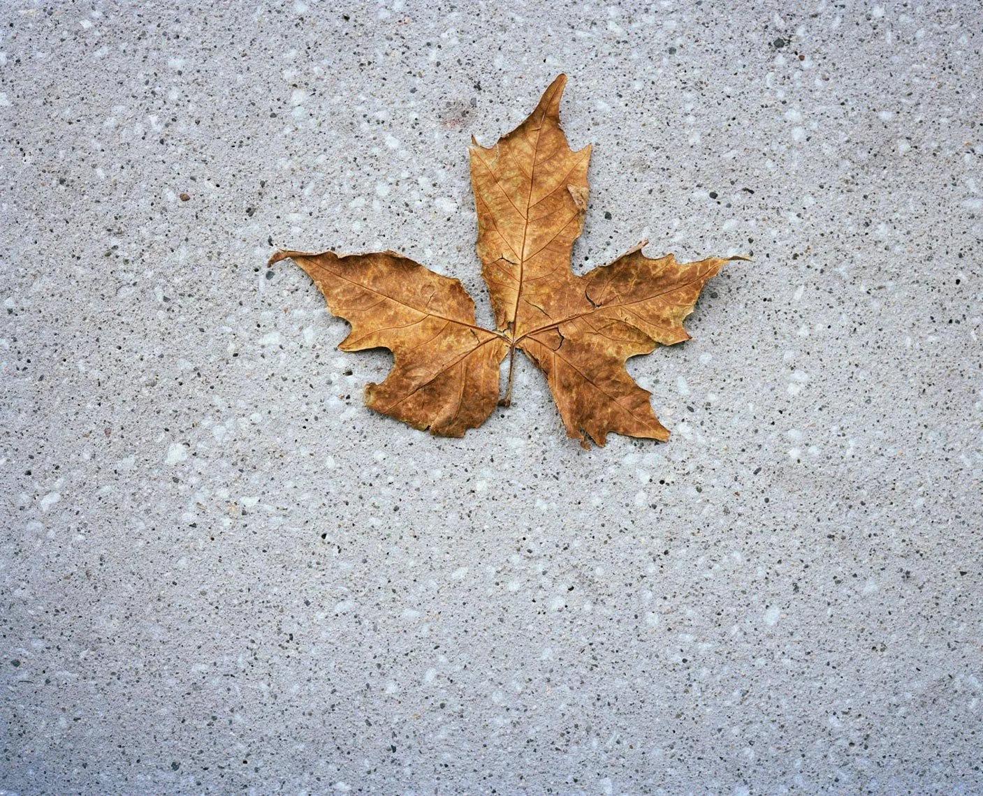 Leaf, from Neither Here Nor There