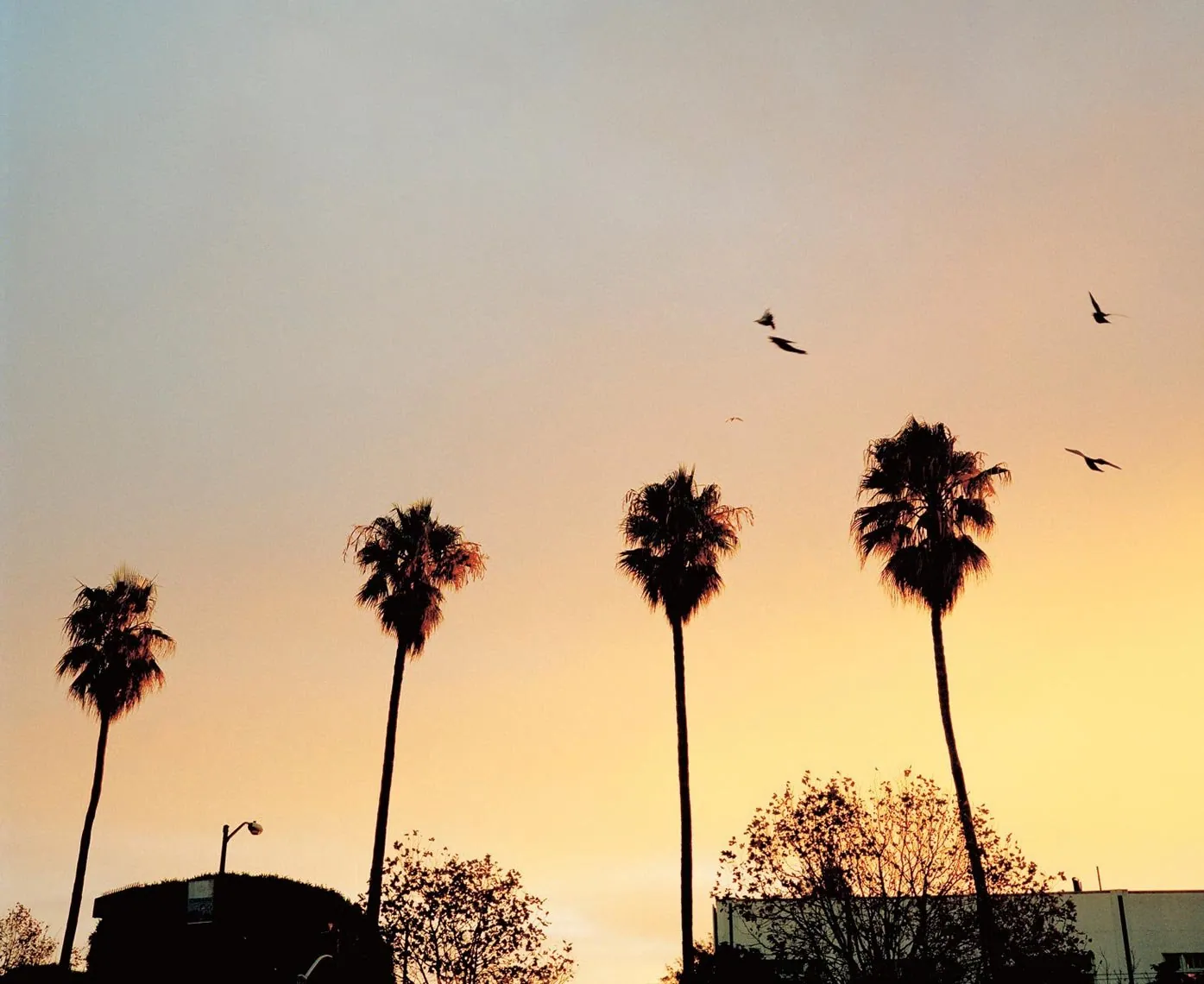 Palms, from Neither Here Nor There