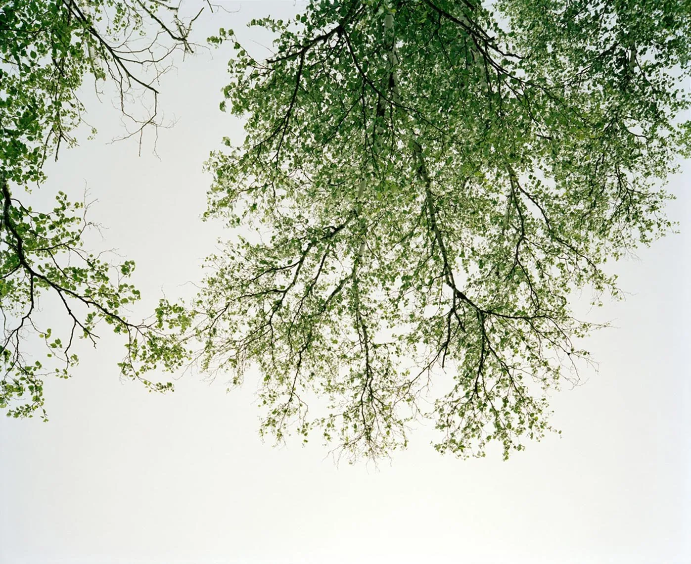 Tree and sky, from Neither Here Nor There