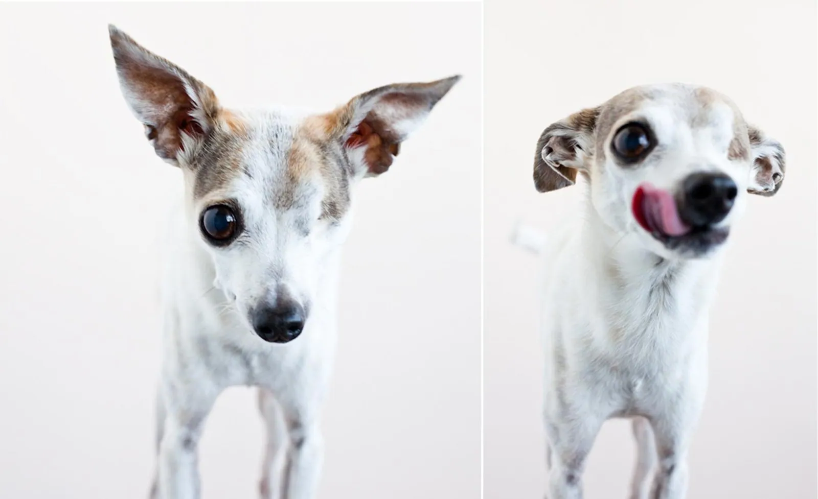 Portrait of Augie