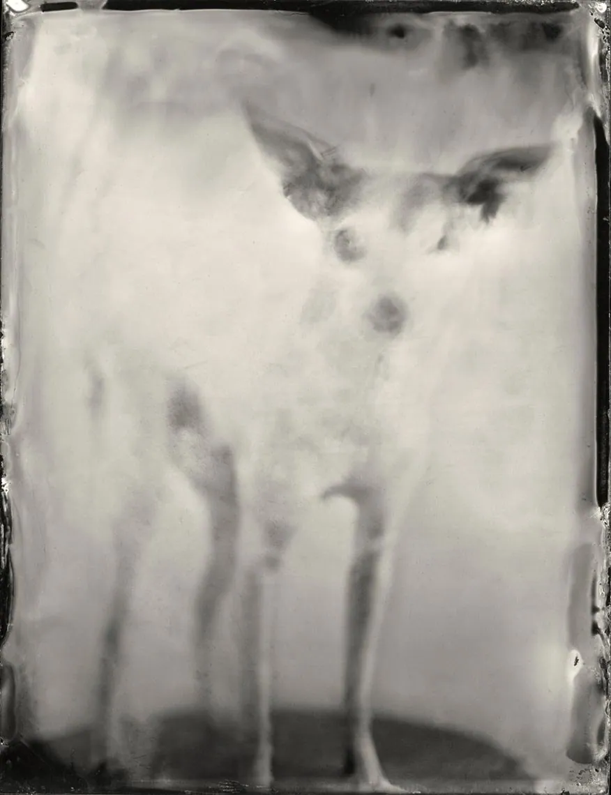 Plate 16, ambrotype portrait